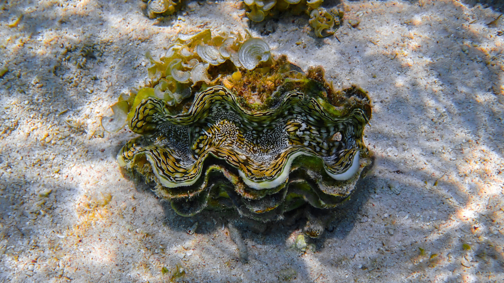 Fluted Giant Clam