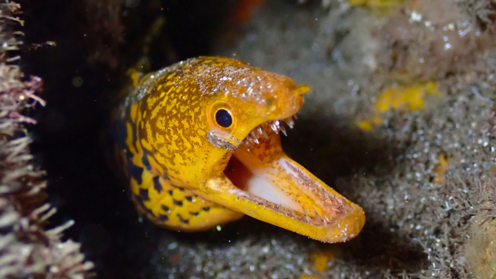 Fangtooth Fish | 15 Weird Wonders of the Deep Blue Sea