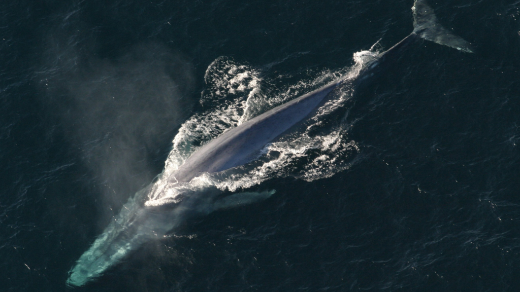 Blue Whale