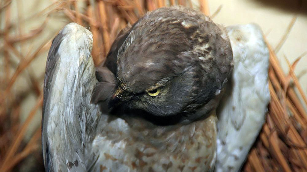 Northern Harrier | Wild Predators Ruling the Great Plains