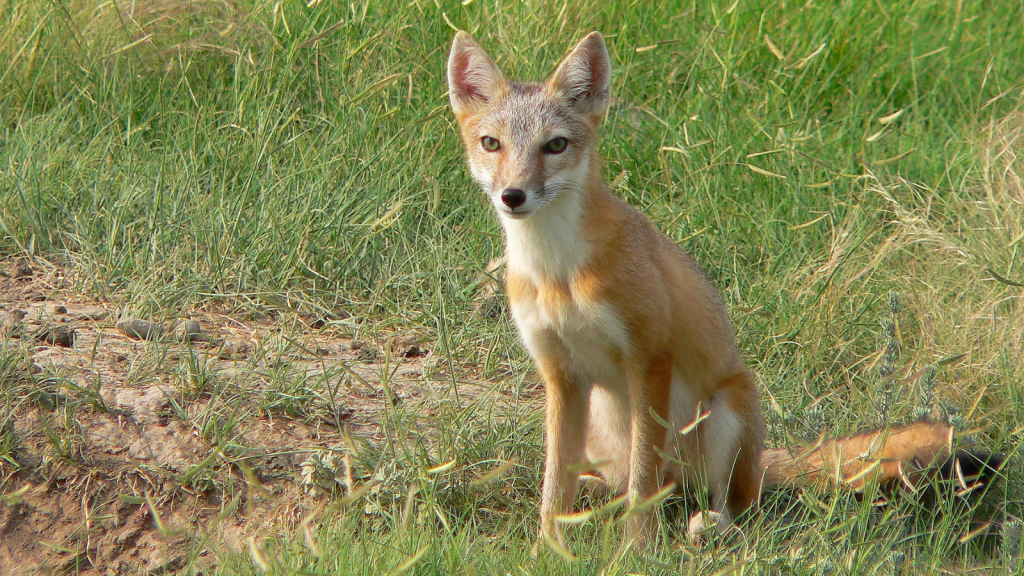 Swift Fox