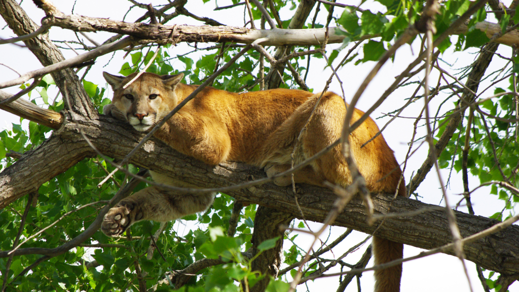 Mountain Lion