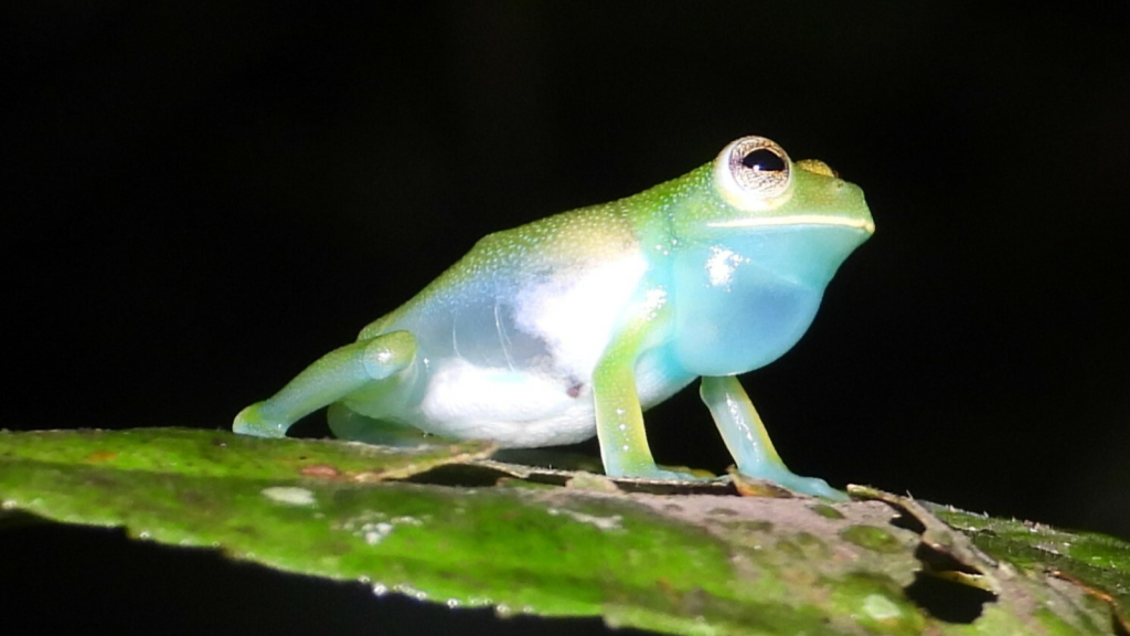 Glass Frog