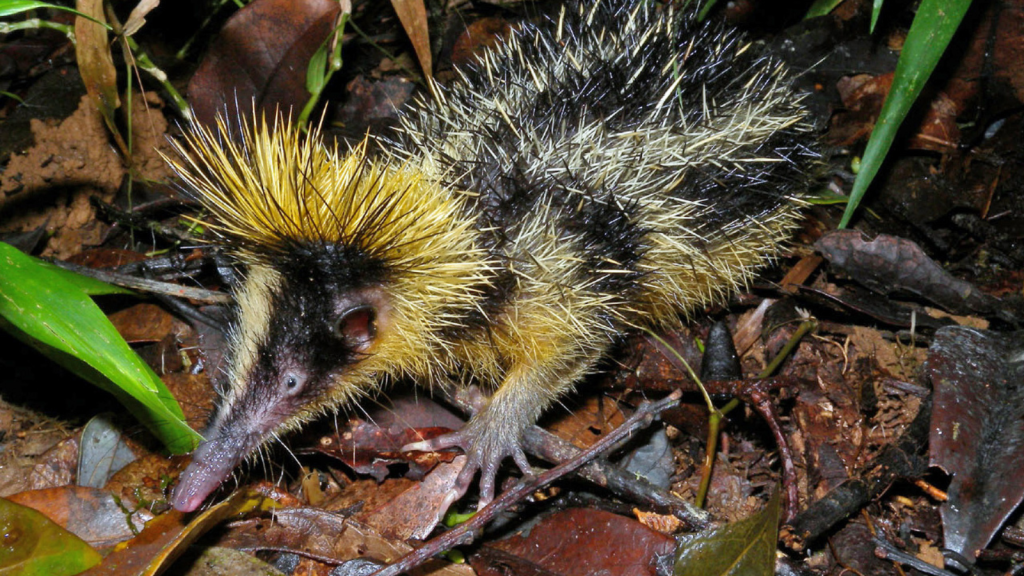 Lowland Streaked Tenrec