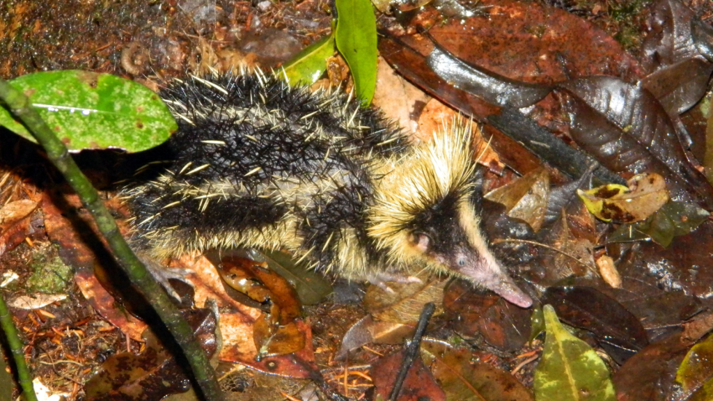 Lowland Streaked Tenrec