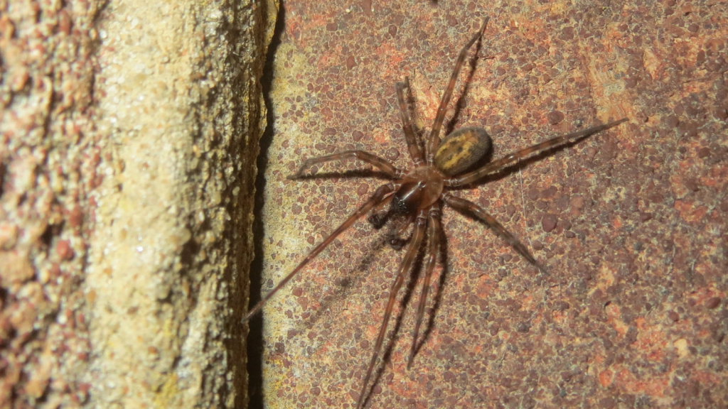 Lace Web Spider