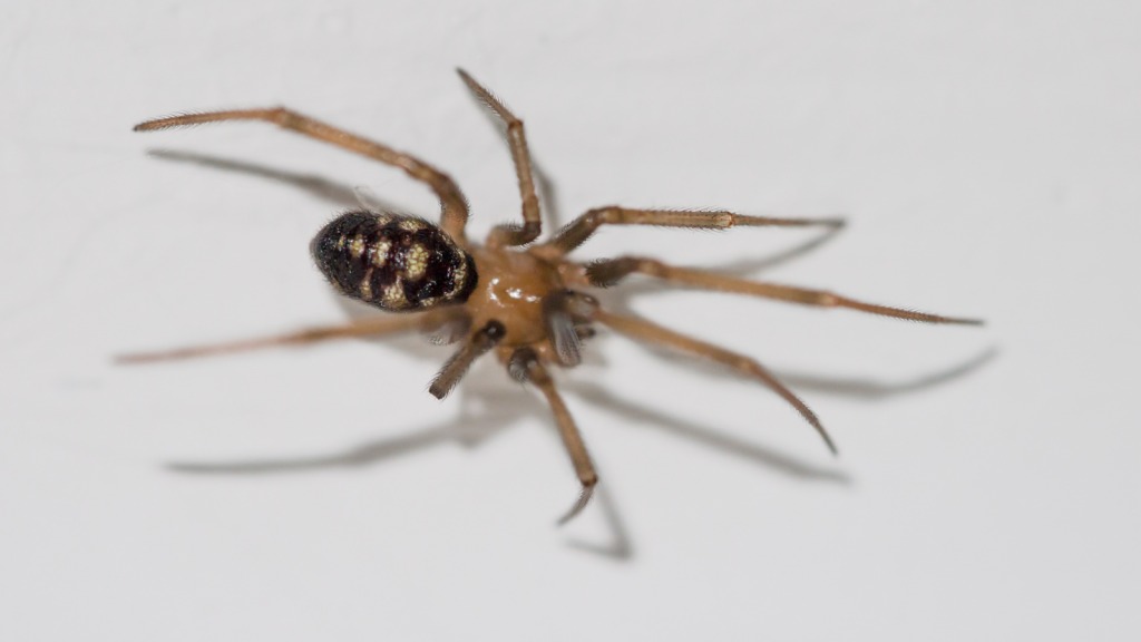 Cupboard Spider