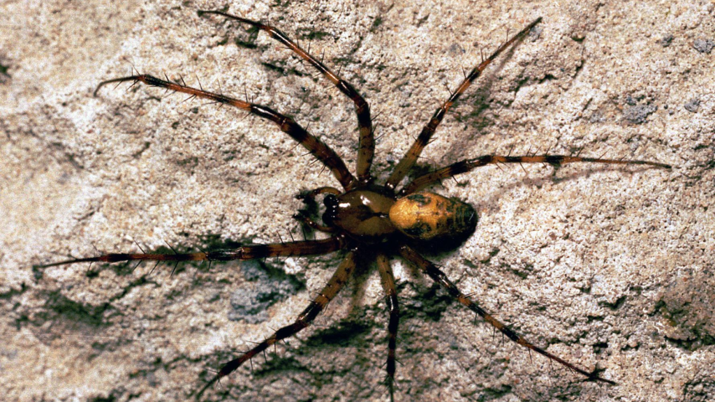 Cave Spider