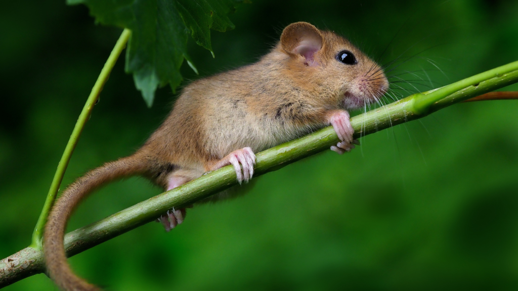 Dormice