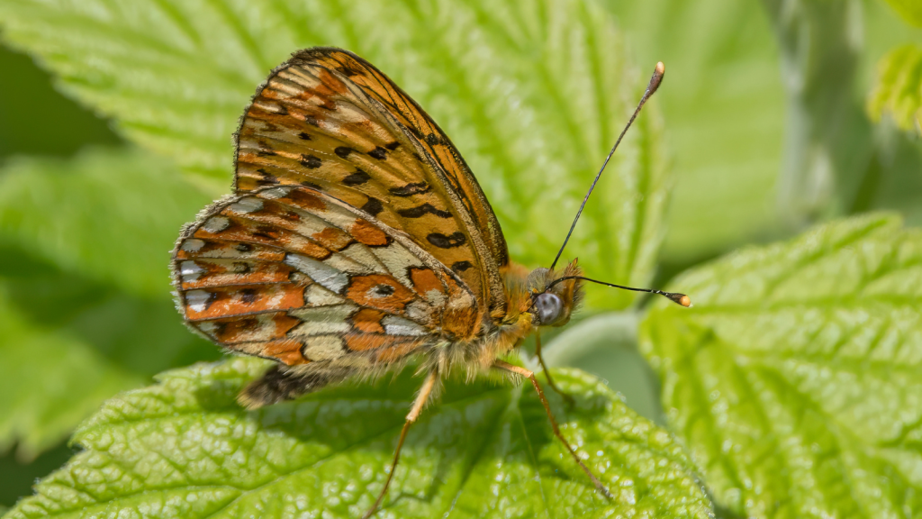 Pearl-bordered Fritillary