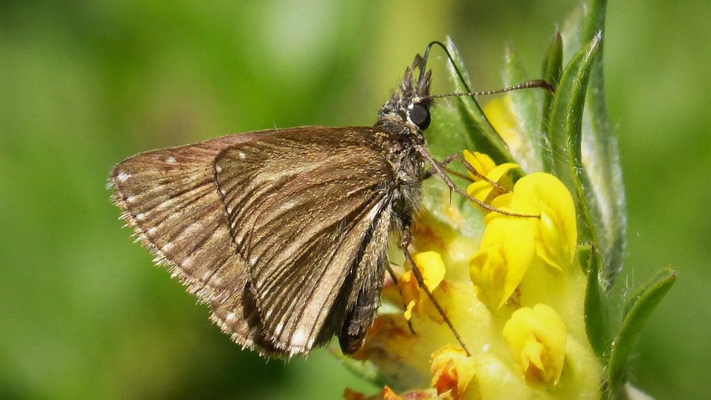 Dingy Skipper