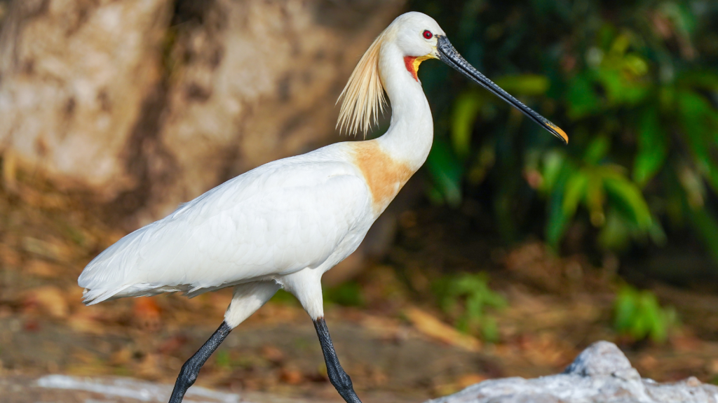 Spoonbill | Discover the Secret Lives of Rare Beach Birds