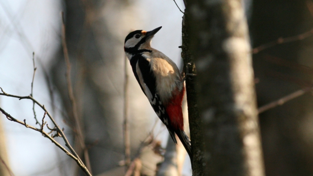 Great Spotted Woodpecker