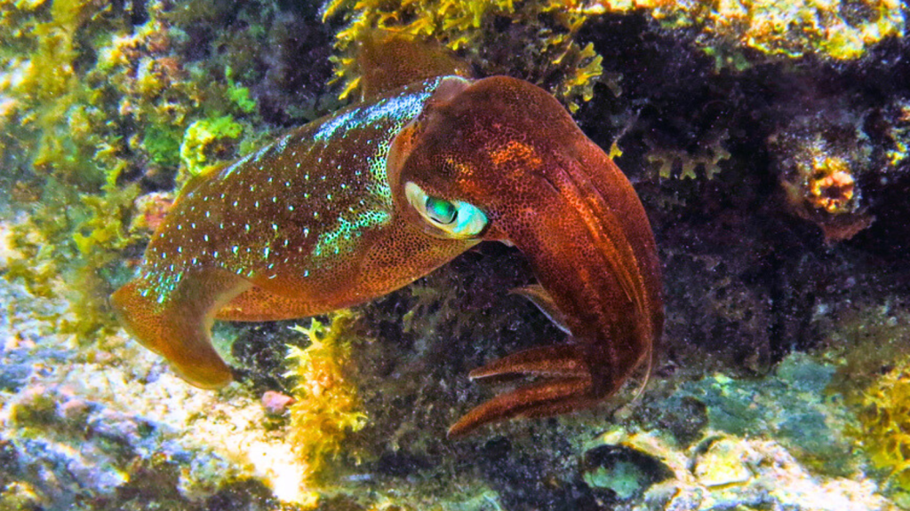 Caribbean Reef Squid | 13 Extraordinary Abilities of Cephalopods That Seem Like Science Fiction