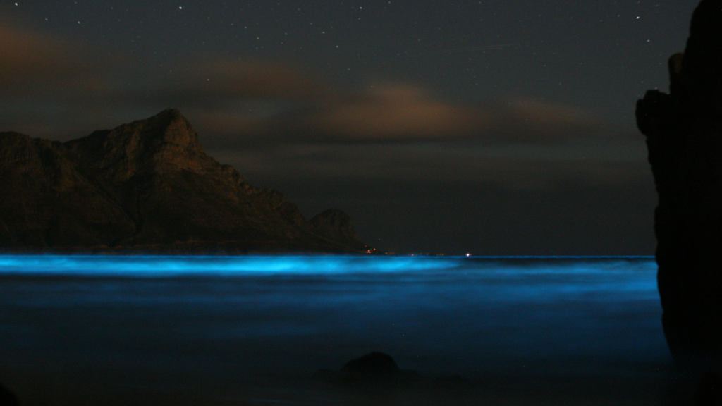 Bioluminescent Plankton