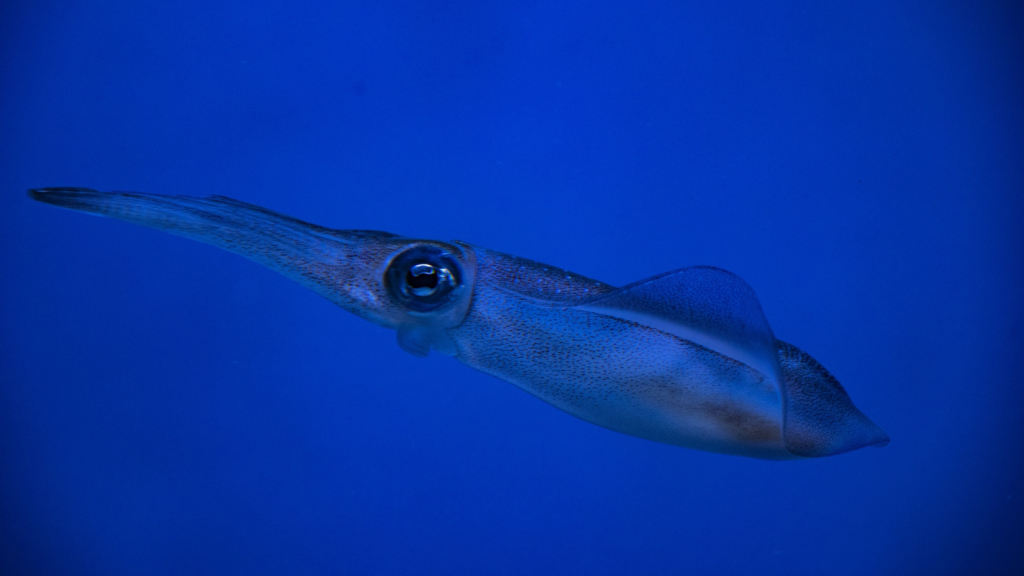 Firefly Squid