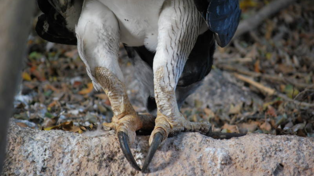 Harpy Eagle