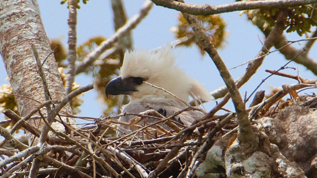 Harpy Eagle