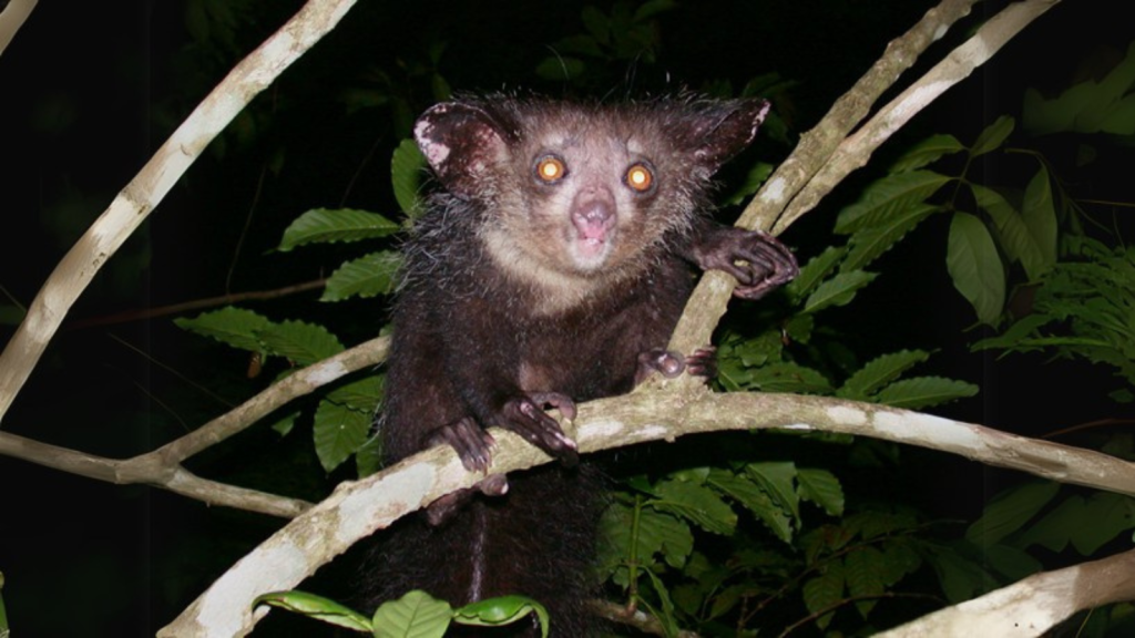 Aye-Aye