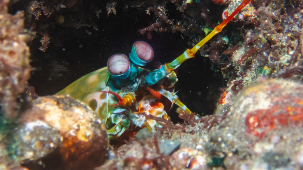 Peacock Mantis Shrimp 