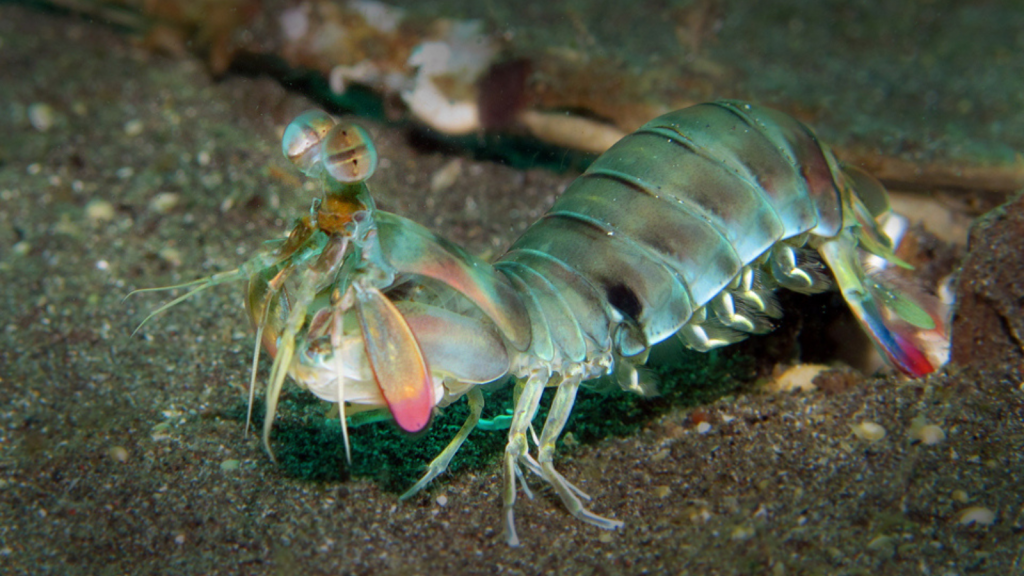 Keeltail Mantis Shrimp 