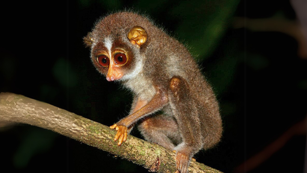 Slender Loris 