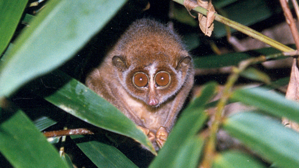 Slender Loris 