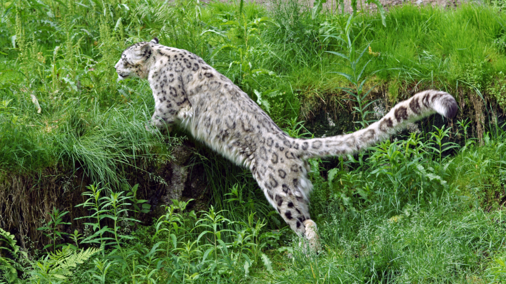 Snow Leopard