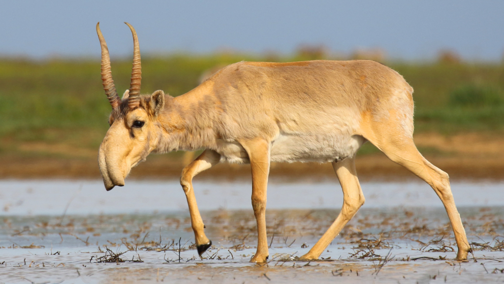 Saiga Antelope 