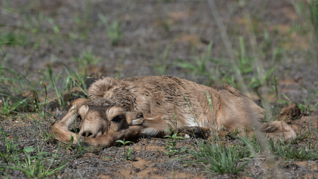 Saiga Antelope