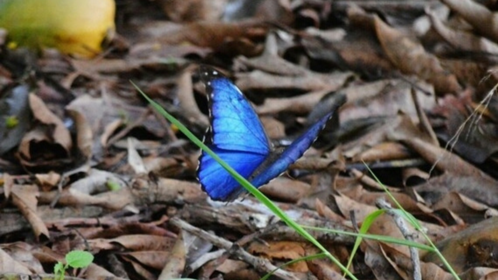 Blue Morpho Butterfly 