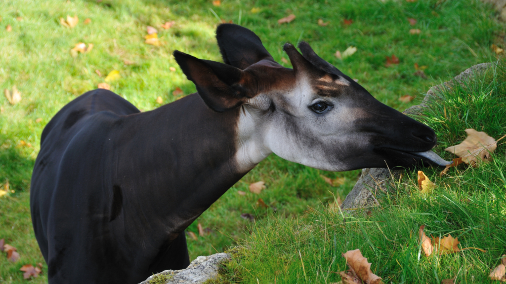 Okapi 