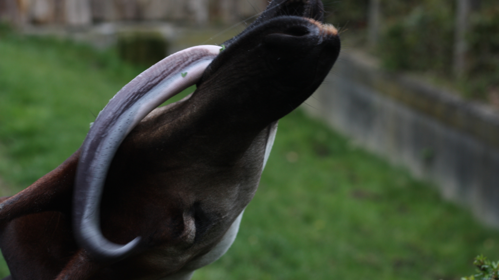 Okapi