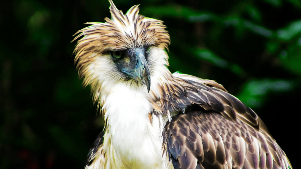 Philippine Eagle