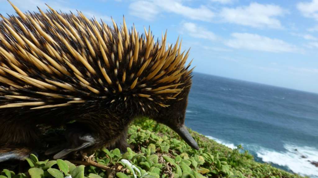 Echidna 