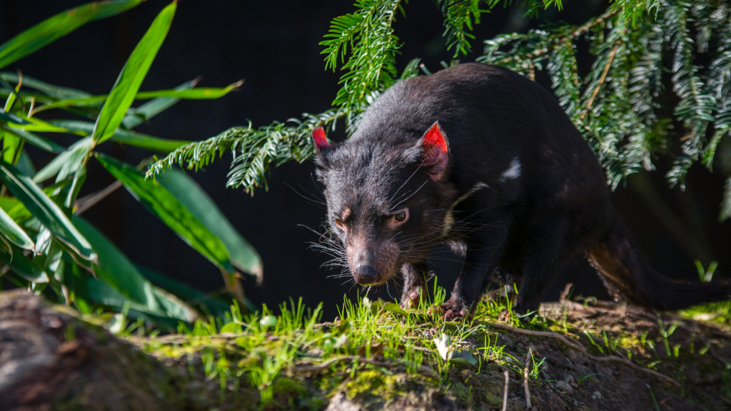 Tasmanian Devil