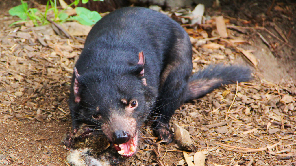 Tasmanian Devil