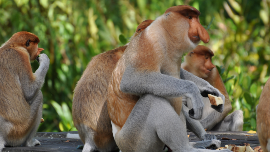 Proboscis Monkey