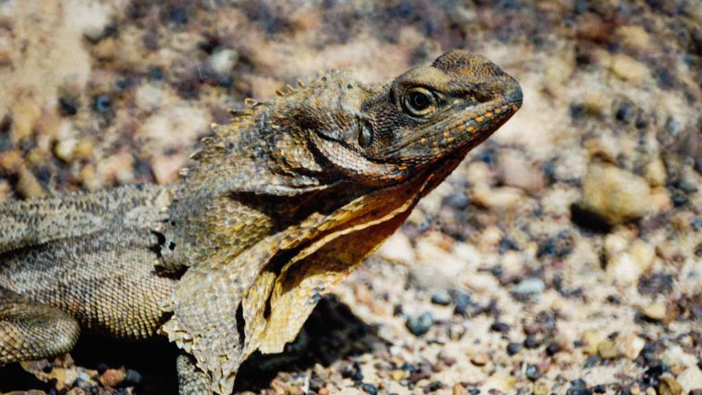 Frilled Lizard