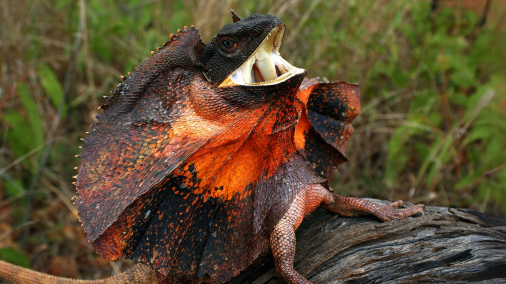 Meet Australia's Real-Life Dragons The Frilled Lizards