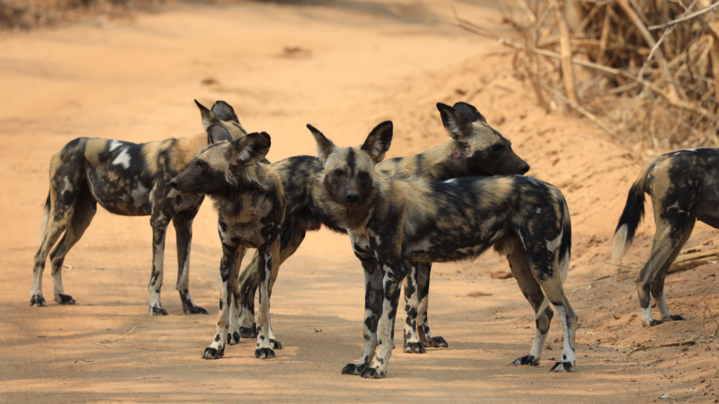 African Wild Dogs