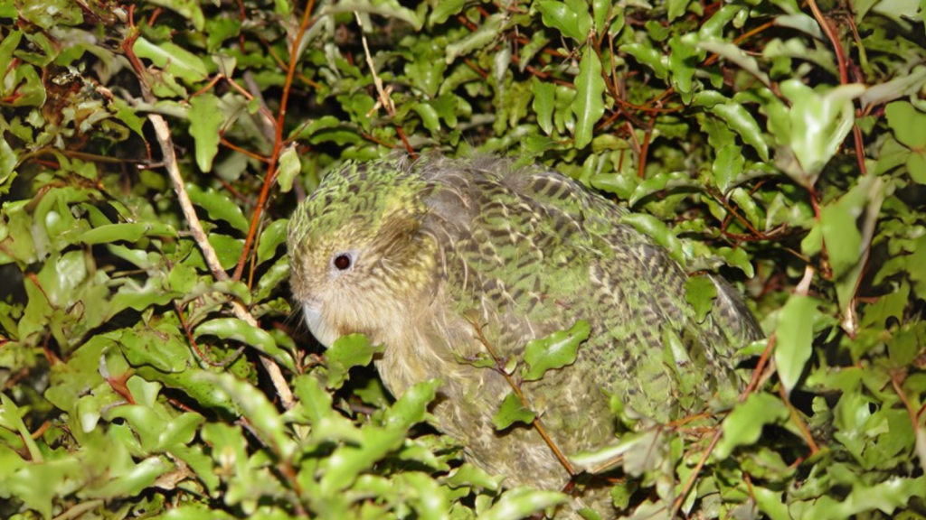 Kakapo