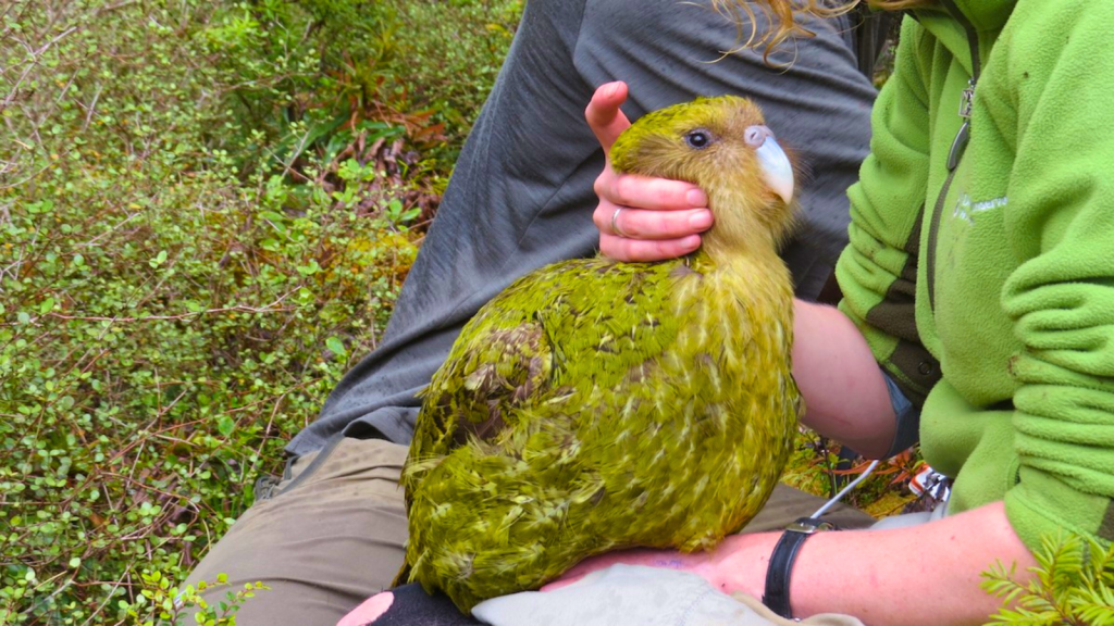 Kakapo