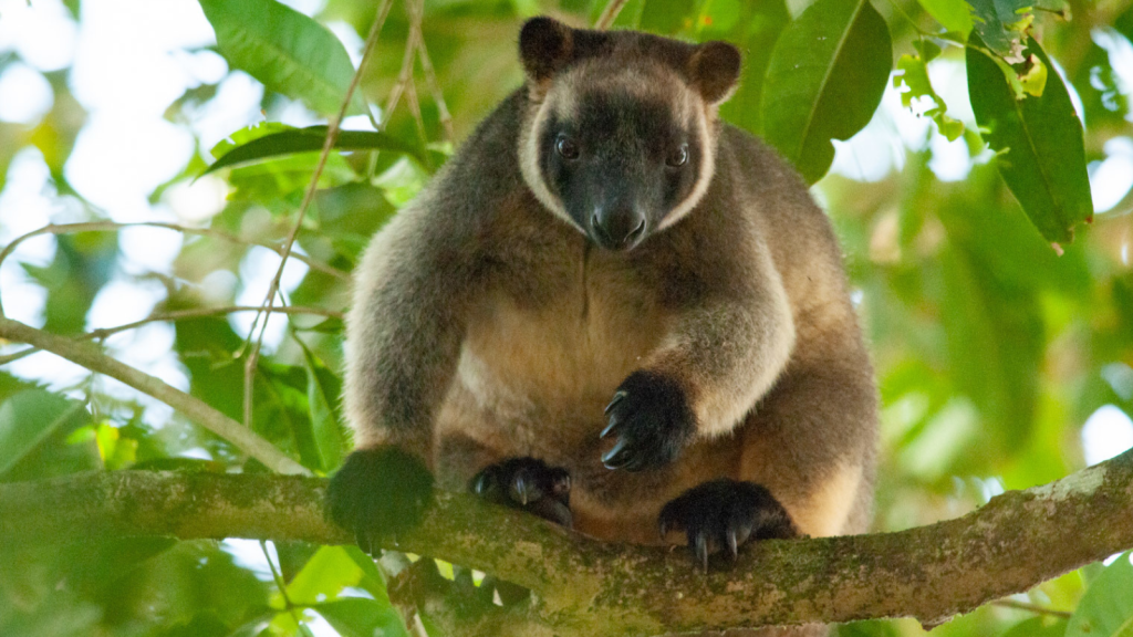 Tree Kangaroo