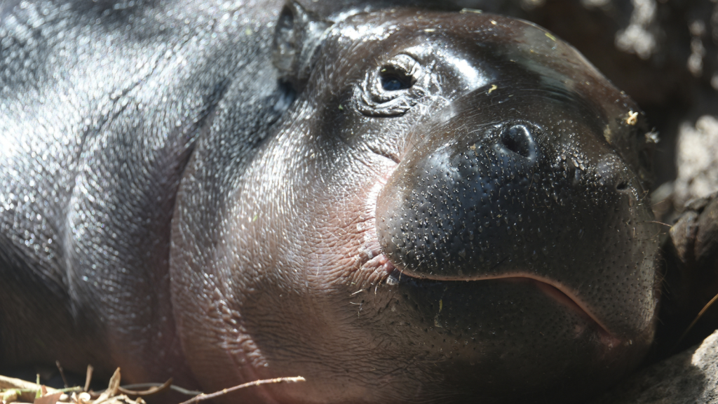 Pygmy Hippopotamus 