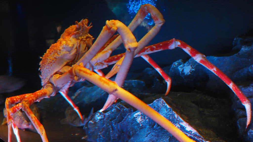 Japanese Spider Crab 