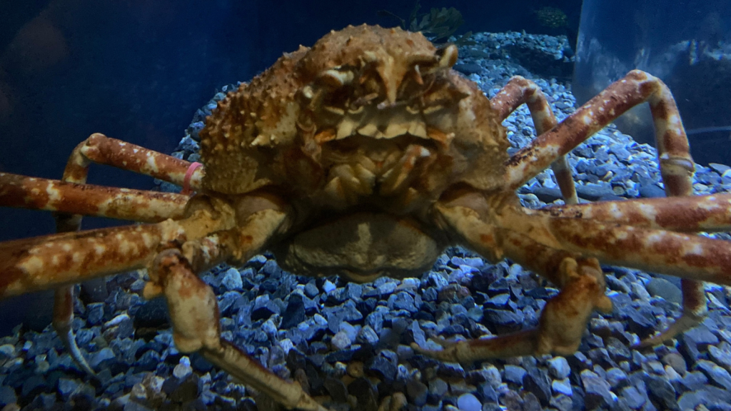 Japanese Spider Crab 