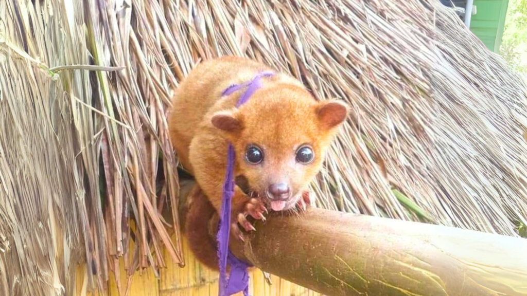 Kinkajou