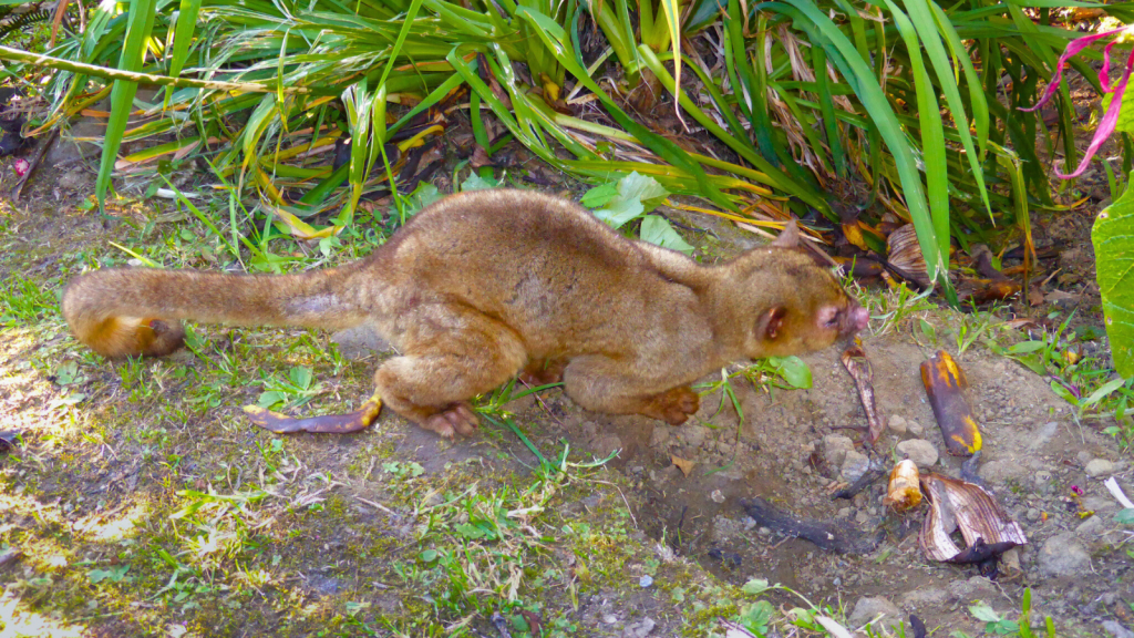 Kinkajou