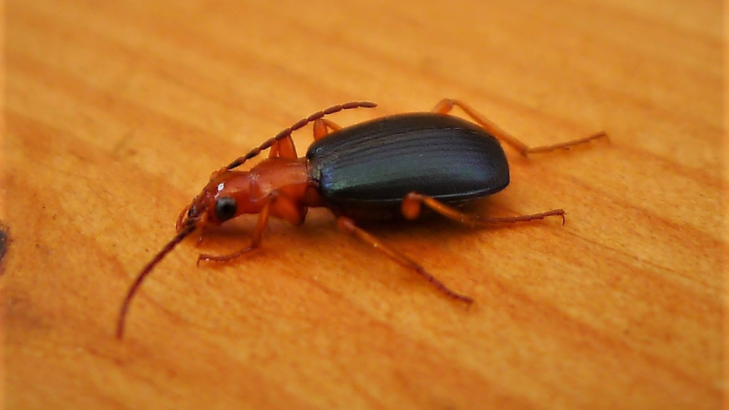 Bombardier Beetle